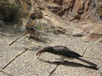 Hemprich's Hornbill (male) and Striped Ground Squirrel