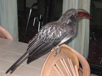 Hemprich's Hornbill (male)