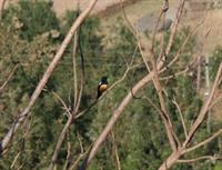 Mocking Cliff Chat (male)