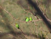 Black-winged Lovebirds