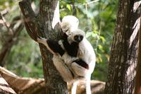 A Coquerel's Sifaka Lemur with baby
