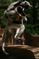 A Coquerel's Sifaka Lemur with baby