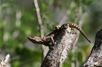 Thorny Tailed Lizard