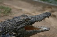 Crocodiles