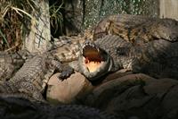 Crocodiles