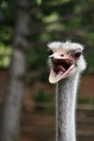 An Ostrich