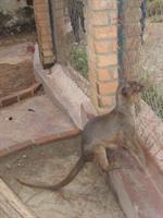 A Fosa - The largest carnivore in Madagascar