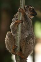 Common Brown Lemur