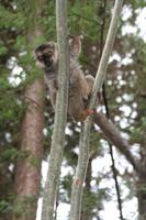 Common Brown Lemur