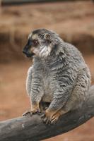 Common Brown Lemur