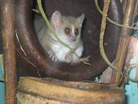 Grey Mouse Lemur