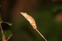 Short Horned Chameleon