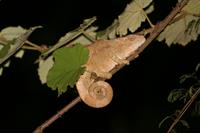 Elephant Eared Chameleon