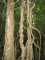 A tree and a Strangler vine having a fight