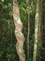 A tree that has won the fight