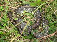 A tree boa resting in the sun