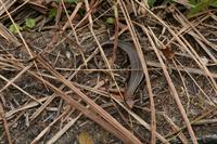 A Madagascar plated lizard