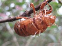 The skin left by a bug