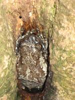 A Hole Tree Frog looking out of its hole in a tree