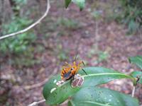 Assassin Bug