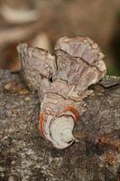 Fungus growing from a fallen branch