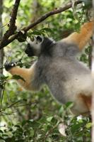 Diademed Sifaka Lemur