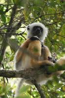 Diademed Sifaka Lemur