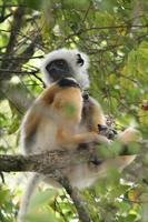 Diademed Sifaka Lemur