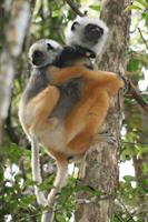 An adult Diademed Sifaka Lemur with her baby