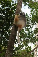 Diademed Sifaka Lemur
