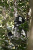 Indri Indri Lemur