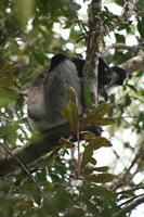 Indri Indri Lemur