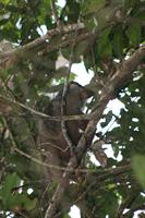 Common Brown Lemur