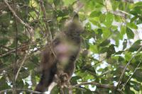 Common Brown Lemur