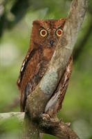 Madagascar Scops Owl