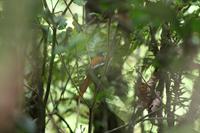 Madagascar Paradise Flycatcher