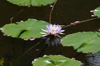 Water Lilly