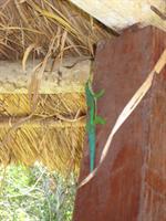 Phelsuma Green Gecko