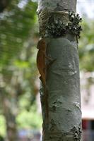 Parson's Chameleon (Juvenile)