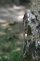 Short Horned Chameleon (Elephant Eared)