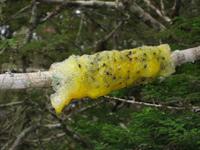 Praying Mantis Sporn