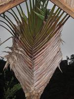 Ravinala palm