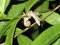 Eban's Leaf Tailed Gecko