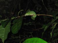 Short nosed Chameleon