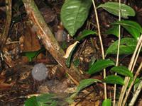 Short Horned Chameleon