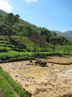 Using Zebu to plough a paddy field