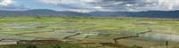 Paddy fields