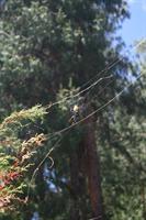 Golden Orb Web Spider