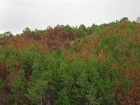 Trees burnt by fire - possibly for charcoal