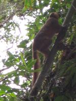 Golden Brown Lemur